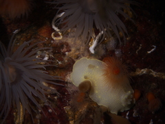 Cadlina laevis