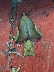 Hypena mactatalis