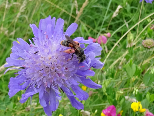 Large Scabious Mining Bee, Sint Pieter, Maastricht, Nederland, photo 5 of 10