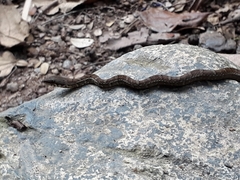 Mastigodryas boddaerti ruthveni