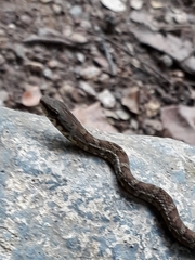 Mastigodryas boddaerti ruthveni