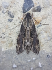 Erinnyis oenotrus