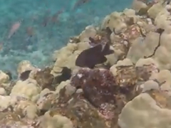 Plectroglyphidodon marginatus