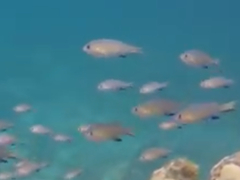 Pycnochromis vanderbilti