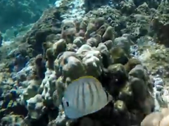 Chaetodon multicinctus