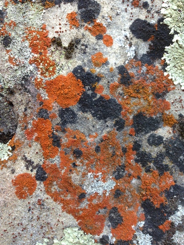iNaturalist observation photo of Flame Firedot Lichen