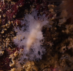 Dendronotus