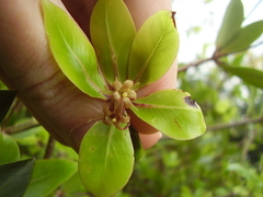 Pittosporum roimata