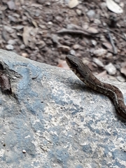 Mastigodryas boddaerti ruthveni