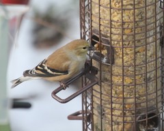 Spinus tristis