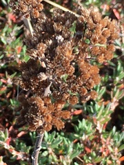 Polygonum paronychia