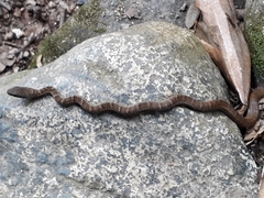 Mastigodryas boddaerti ruthveni