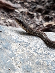 Mastigodryas boddaerti ruthveni