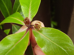 Pittosporum roimata