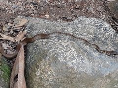 Mastigodryas boddaerti ruthveni