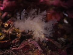 Dendronotus