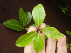 Pittosporum roimata
