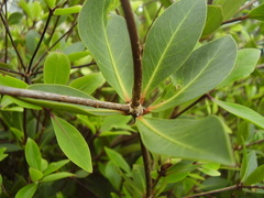 Pittosporum roimata
