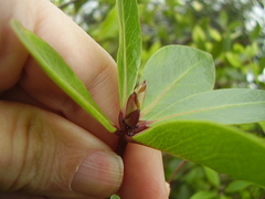 Pittosporum roimata