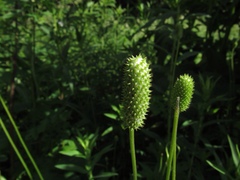 Anemone cylindrica