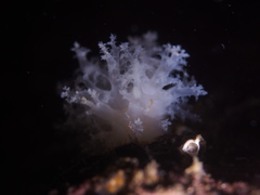Dendronotus