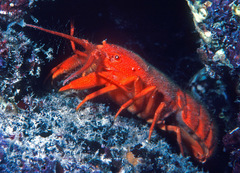 Phyllamphion elegans