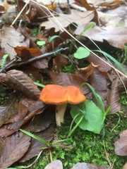 Hydnum rufescens
