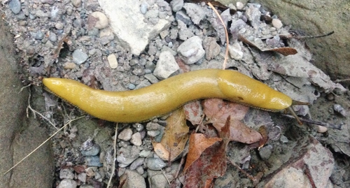 iNaturalist observation photo of Southern Pacific Banana Slug