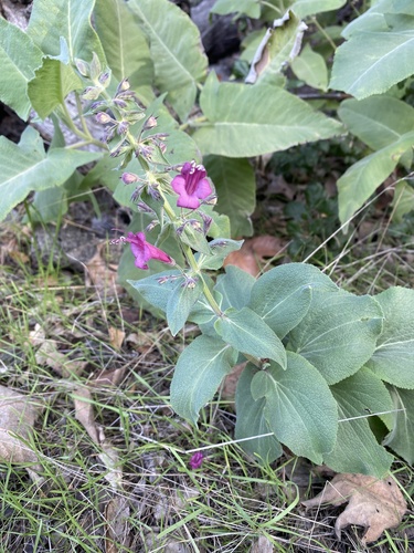 Lepechinia hastata
