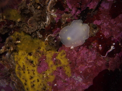 Cadlina laevis