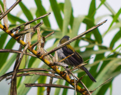 Saltator atripennis