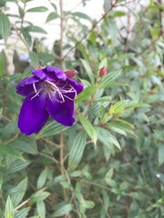 Pleroma semidecandrum