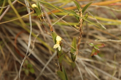 Epidendrum zipaquiranum