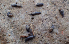 Vitrinobrachium breve