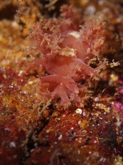 Dendronotus
