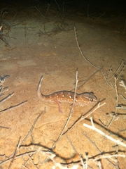 Chondrodactylus angulifer