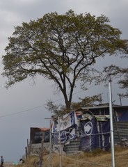 Quercus × dysophylla