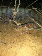 Chondrodactylus angulifer
