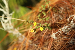 Chaetolepis microphylla