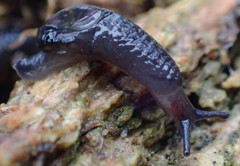 Vitrinobrachium breve