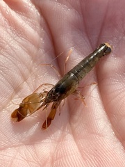 Alpheus estuariensis