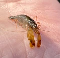 Alpheus estuariensis