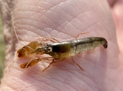 Alpheus estuariensis