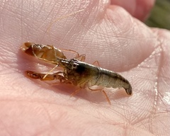 Alpheus estuariensis