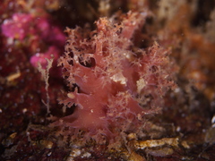 Dendronotus