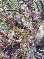 Arceuthobium tsugense