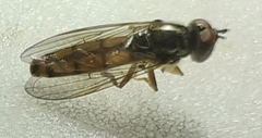 Platycheirus quadratus