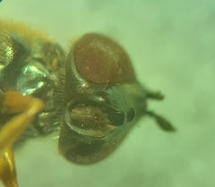 Platycheirus quadratus