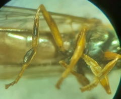 Platycheirus quadratus