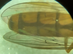 Platycheirus quadratus